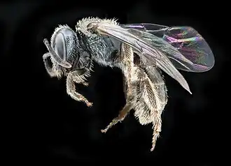 Lasioglossum fattigi