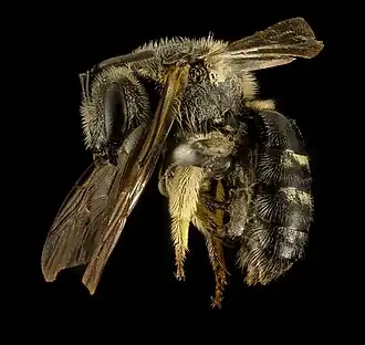 Lasioglossum forbesii