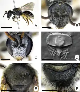 Lasioglossum frigidum