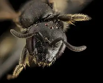 Lasioglossum glabriventre