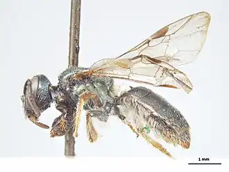 Lasioglossum holochlorum