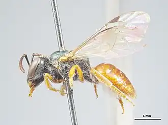 Lasioglossum houstoni