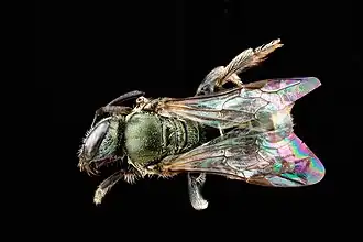 Lasioglossum impavidum