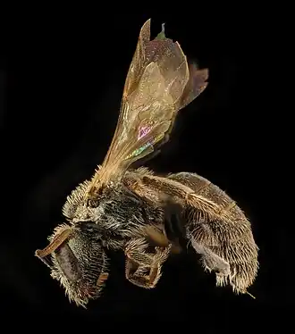 Lasioglossum incompletum