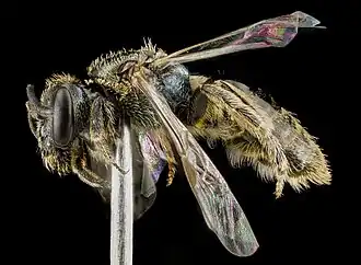 Lasioglossum lineatulum