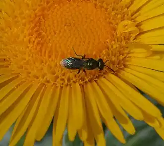 Lasioglossum loetum