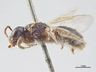 Lasioglossum macrops