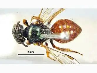 Lasioglossum megastigmum