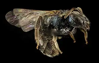 Lasioglossum michiganense