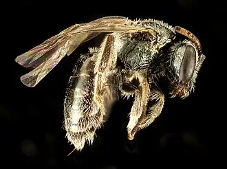 Lasioglossum microlepoides