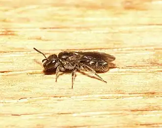 Ingesnoerde groefbij