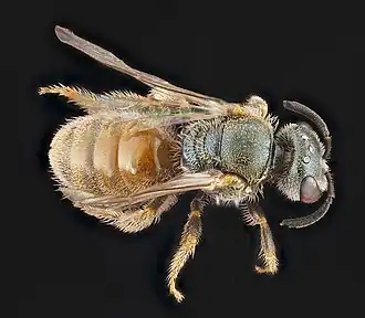 Lasioglossum nymphale