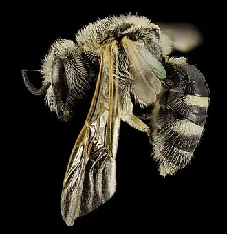 Lasioglossum paraforbesii