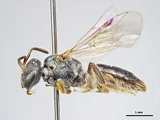 Lasioglossum pectinalum