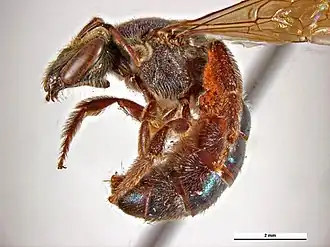 Lasioglossum permetallicum