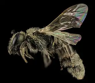 Lasioglossum perpunctatum