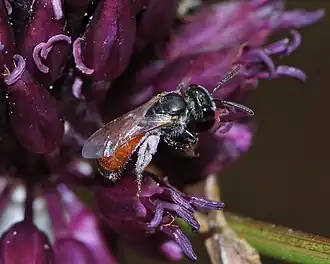 Lasioglossum pseudosphecodimorphum