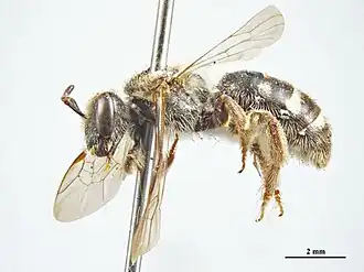 Lasioglossum repraesentans