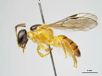 Lasioglossum rowlandi