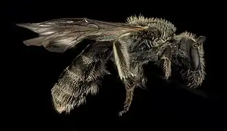 Lasioglossum ruidosense