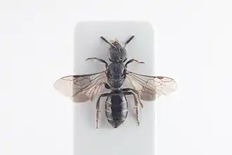 Halfglanzende groefbij