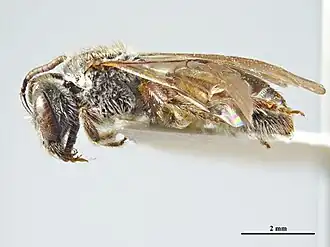 Lasioglossum seminitens