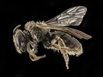 Lasioglossum sequoiae