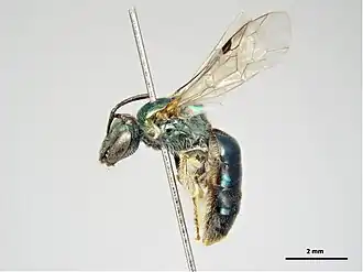 Lasioglossum sicarium