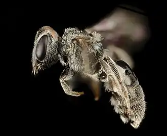 Lasioglossum simplex