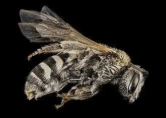 Lasioglossum sisymbrii