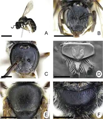 Lasioglossum smilodon