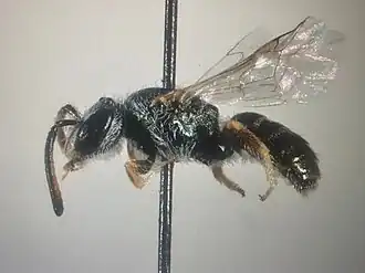 Lasioglossum soror