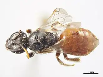 Lasioglossum spatulatum