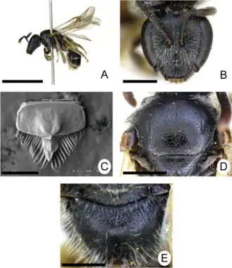 Lasioglossum speculinum