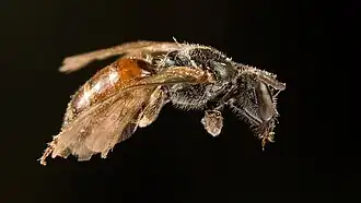 Lasioglossum sphecodimorphum