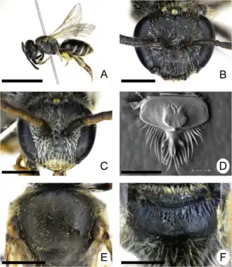 Lasioglossum taeniolellum