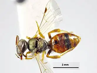 Lasioglossum tatei