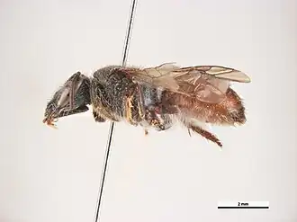 Lasioglossum turneri