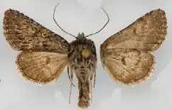 Lasionycta benjamini