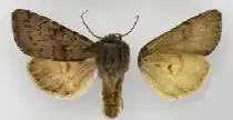 Lasionycta impingens