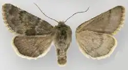 Lasionycta luteola