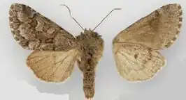 Lasionycta skraelingia