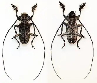 Lasiopezus variegator