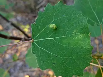 Schimmelende populierenbladgalmug