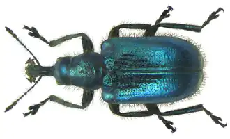 Lasiorhynchites cavifrons