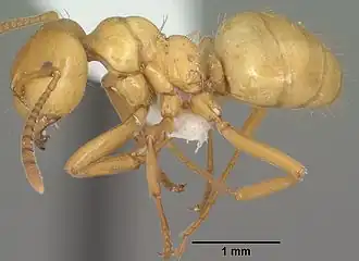 Lasius arizonicus