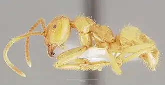 Lasius atopus