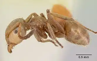 Lasius bureni