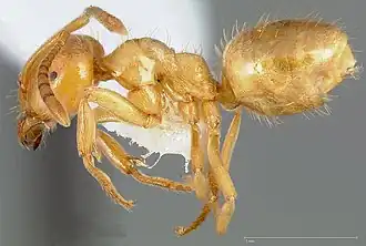 Lasius californicus