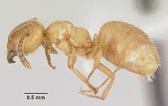 Lasius creightoni